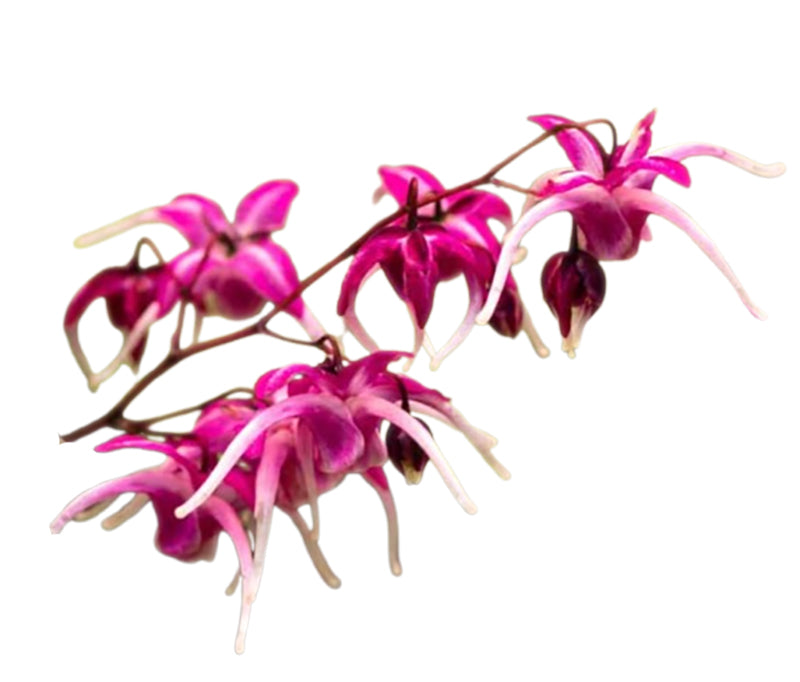 97d60082 88ff 4563 bbec 79e761973661